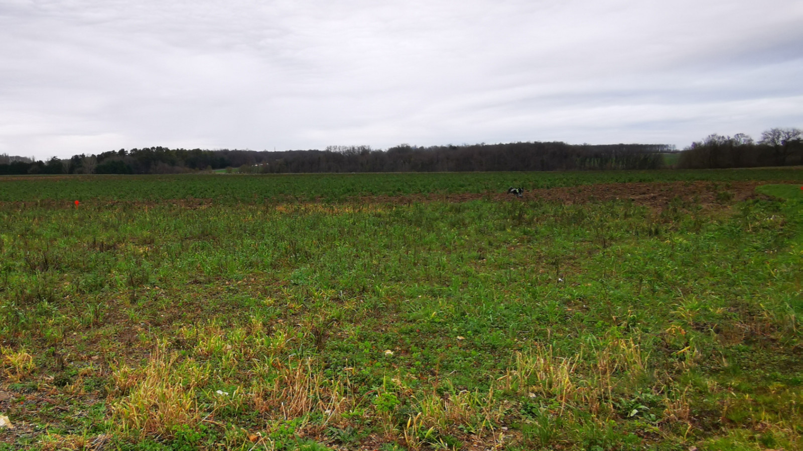 Terrain constructible de 600m2 à Reignac-sur-Indre